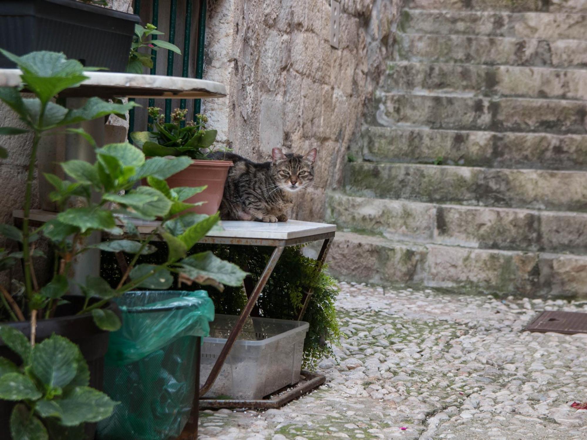 Ferienwohnung Belissima Ella Dubrovnik Exterior foto
